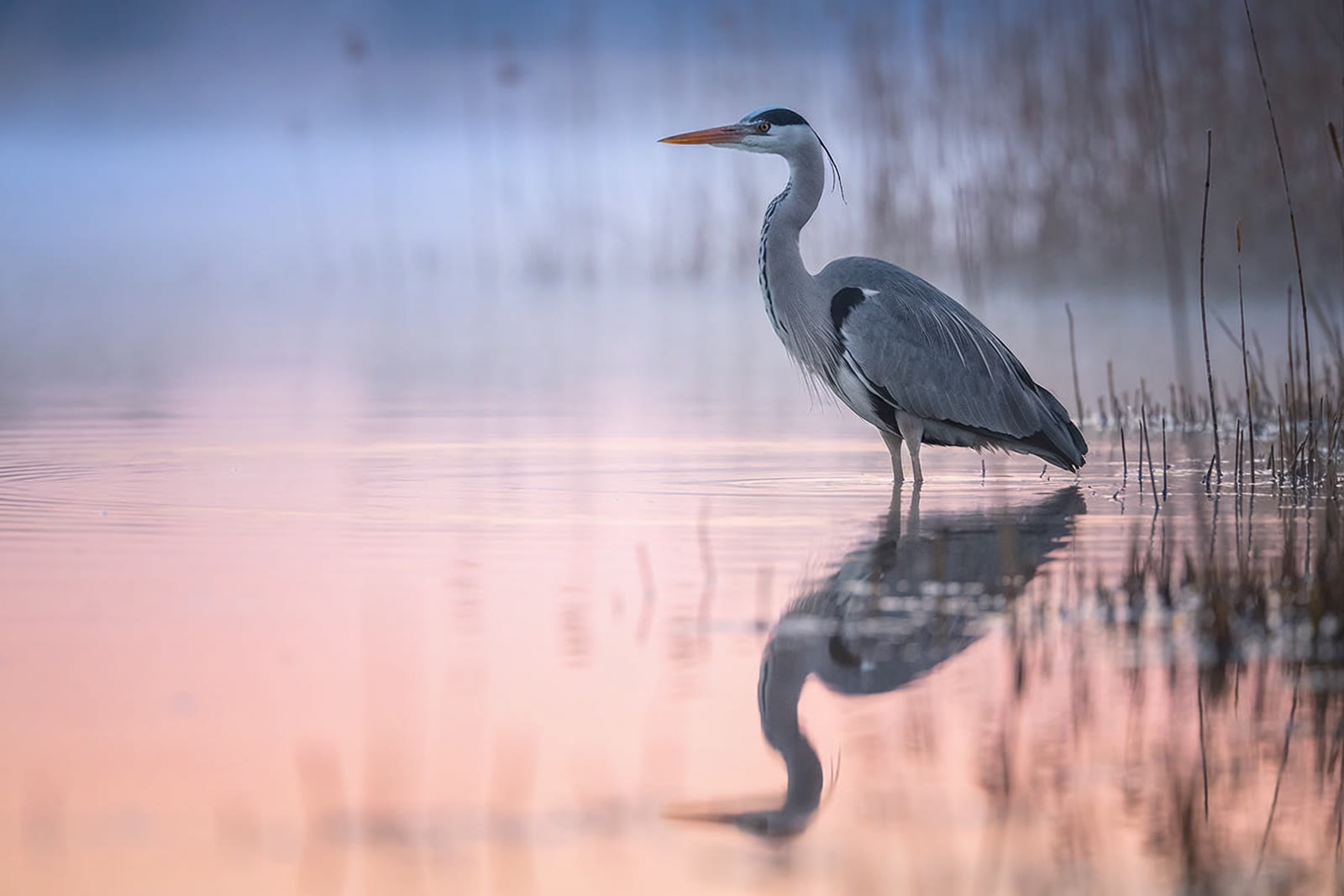 Heron at Dawn, River marsh